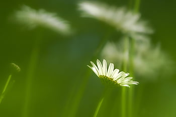 marguerite, daisy, petals, white Daisy, blossom, flower Wallpaper, bloom, flower, flower Meadow, flower Background, meadow