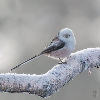 dlouho-sledoval tit, aegithalos caudatus, pták, kongsberg, Norsko, canon eos 70d, Canon EF 100-400 mm, zimní, sníh, prohlížení, roztomilý