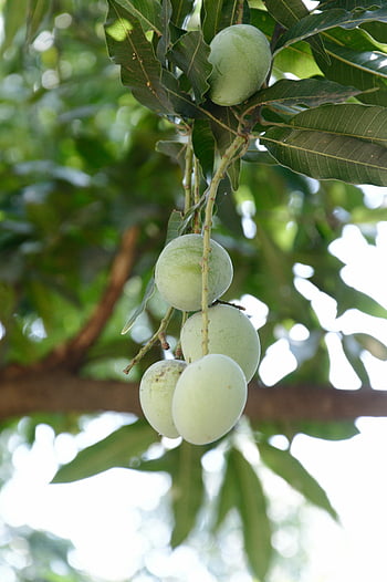 unripe mangoes, green mangoes, mango tree, tree branch, outdoor fruit, close-up photography, tropical fruit, unripe fruit, green fruit, mangoes hanging, natural fruit