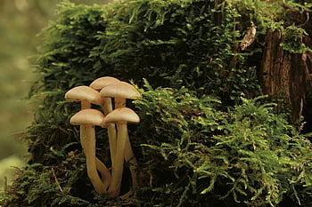 funghi, micologia, crescita, fungo, fungo velenoso, muschio, rami secchi, sottobosco, accumulo di funghi, foresta, natura