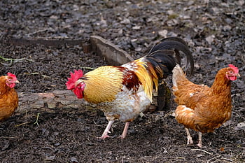 chicken, birds, nature, poultry, faucet, hen, cockscomb, masculine, female, feathers, plumage