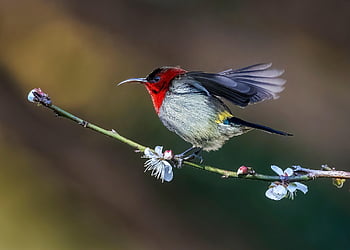 bird, wings, beautiful Flowers, beak, flower Wallpaper, feathers, nature, plumagembranch, flowers, buds, red Honey