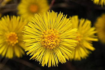 podběl, léčivé rostliny, jaro, květ, žlutá, zblízka, brzy bloomer, kompozitů, makro, Příroda, botanika