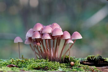 mycena, mushrooms, fungi, wood, moss, trunk, decompose, decomposition, forest