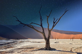 namibia, deadvlei, panorama, acacia, landscape, africa, tree, dune, sand, desert, nature
