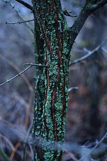 mossa, lav, träd, trunk, bark, trä, skog, natur, närbild