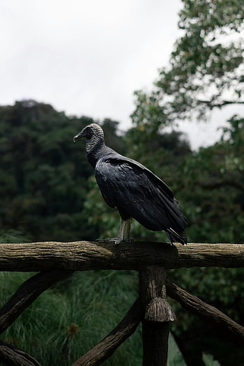 black vulture, wooden fence, misty jungle, Costa Rican, perched bird, wooden railing, jungle setting, black bird, wildlife photography, nature scene, vulture perched