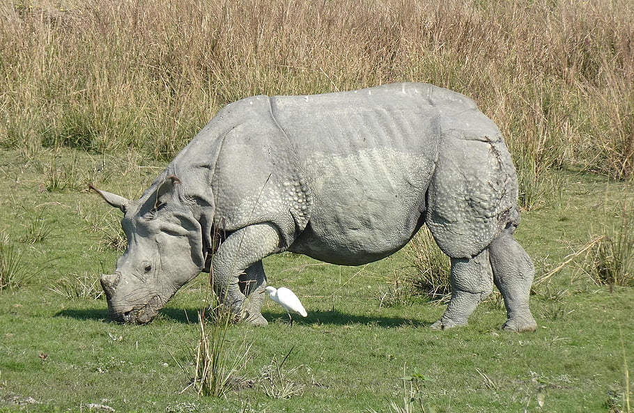rhinoceros, rhino, animal, mammal, zoo, horn, large Animal, wildlife, animal World, nature, wilderness