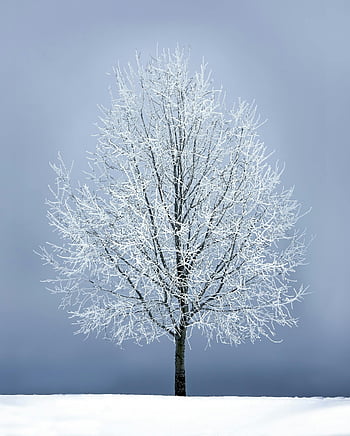 blattloser Baum, grauer Himmel, frostigen Baum, Eisbedecker Baum, Winter Ruhe, klarer blauer Himmel, einsamer Baum, Winterszene, Schneelandschaft, gefrorene Zweige, Winter-Fotografie