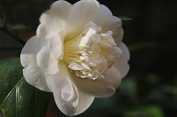 カメリア、 自然、 椿の花、 白い花、 早咲き、 花びら、 植物学、 低木、 常緑樹、 常緑低木、 庭園