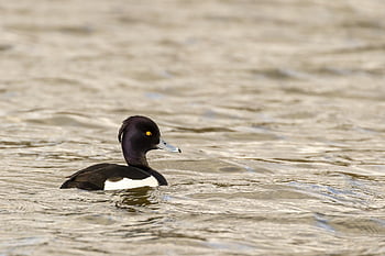 anatidae, animal, anseriformes, aythya, beak, beautiful, bird, black, dark, duck, environment
