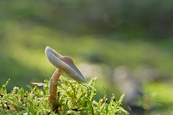 mushroom, mycology, growth, forest, moss, fall, forest Floor, fungal Science, close Up, slats, nature