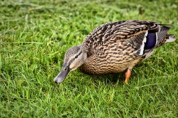 Stockente, Geflügel, Vogel, Wasservogel, Entenvogel, Tier, Schnabel, Ente, Natur, Gefieder, Wasser