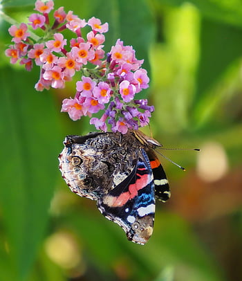 나비, 곤충, buddleja, 붓 드레 아, 벚꽃, 자연, 여름