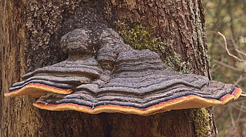 Spons Tinder, spons api, jamur pohon, jamur, alam, sepon, fom fomentarius, Phellinus, parasit, saprobion, parasit lemah