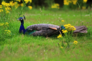 peacock, bird, pattern, feather, plumage, animal, nature, colorful, peacock Feathers, iridescent