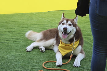 sibiřský husky, velení psa, pobyt, soutěž psů, chraplavý, důvěra, příloha, společnost, úcta, uklidnit, Zkusenosti