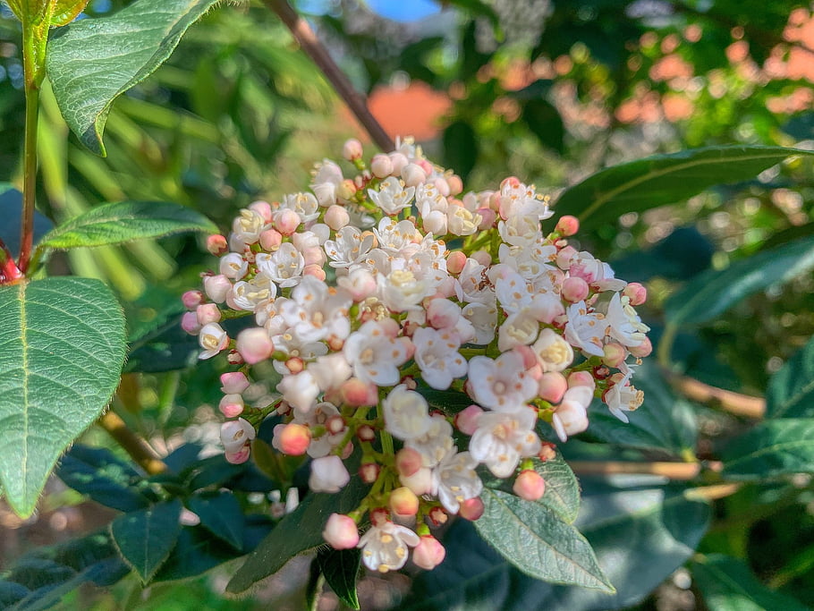 fiori, donna, bellezza, contento, natura, felicità, giovane, femmina, moda, estate, amore