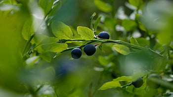 mirtillo, cespuglio, bacca, mirtilli, natura, cibo, blu, verde, ramo, avvicinamento, fresco