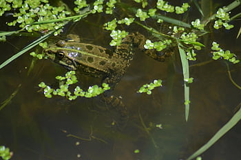 Sapo verde, égua, pântano, natureza, lagoa, anfíbios, batráquio, biótopo, verde, lírios, sapo