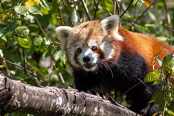 red Panda, wildlife, animal, lesser Panda, mammal, nature, china