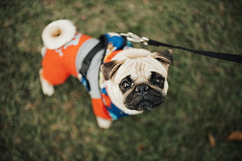 mopsz, színes ruházat, park, póráz, bájos mopsz, kutyák ruházat, nap a parkban, szabadtéri, kedvtelésből tartott divat, aranyos kutya, füves terület