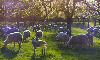 lamb, lamm, schaf, sheep, flock of sheep, grazing sheep, pastoral scene, sheep in field, sheep under trees, sheep in sunlight, sheep herd