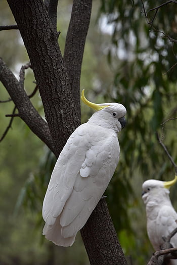 sulphur-crested Cockatoo, cockatoo, bird, white Cockatoo, parrot, animal, wildlife, plumage, beak, perched, tree