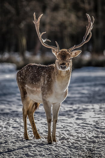 deer, wild Animal, forest, nature, wildlife, antler, wild, meadow, fallow Deer, hunt, wolf