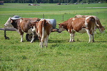 allgäu, krávy, hovězí, zemědělství, hospodářských zvířat, pastvina, dobytek, Příroda, louka, tráva, přežvýkavec
