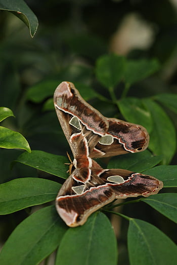 butterfly, bug, colors, nature, insects, moth, wildlife, wing, fly, animal, wild