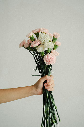 garofani, garofani rosa, garofani bianchi, Delicato bouquet, mano che tiene i fiori, sfondo neutro, composizione floreale, garofano leggero, mazzo di fiori, colori tenui, Fotografia minimalista