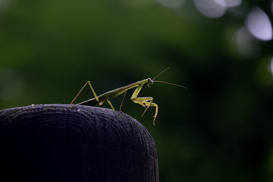 mantis, nature Wallpaper, beetle, free Wallpaper, desktop Backgrounds, beautiful Nature, hd Wallpaper, windows Wallpaper, insects, beautiful Wallpaper, full Hd Wallpaper