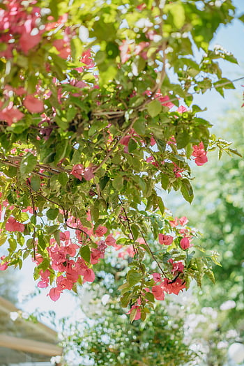 bougainvillea tree, vibrant pink bougainvillea, sunlit summer garden, natural beauty, bougainvillea blooms, outdoor garden, pink flowers, green leaves, summer flowers, garden photography, floral photography