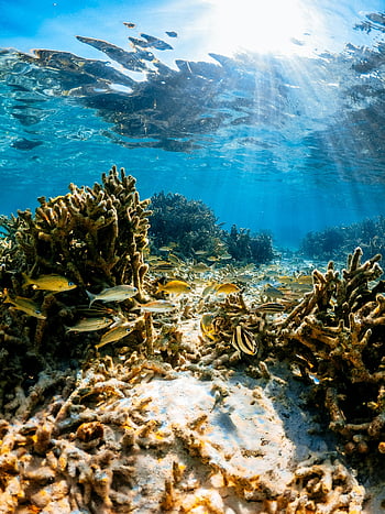 Arrecife de coral, paisaje submarino, vida marina, Mar Caribe, colores vibrantes, escena submarina, formaciones de coral, pez tropical, paisaje del océano, ecosistema marino, fotografía submarina