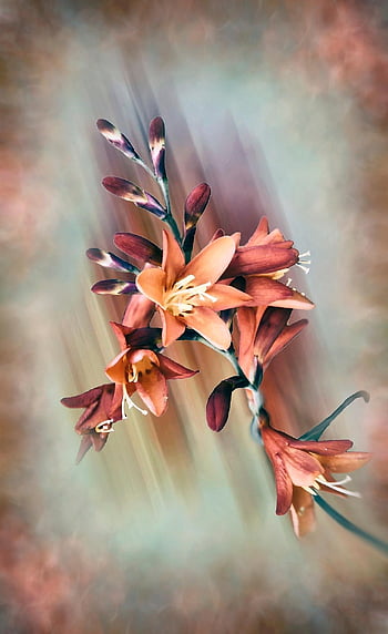 bloemen, grafiek, natuur, frames, grafische kunstenaar, decoratief, overladen, ornament, decoratie, de achtergrond, iphone wallpaper