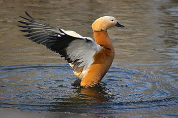volpoca violenta, uccello, stagno, sbattimento, Ali, anatra, uccelli acquatici, uccello acquatico, animale, piume, acqua