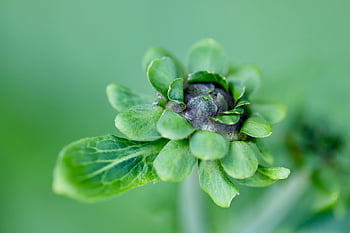 vero alant, helene erbe, inula helenium, elfdock, germoglio, pianta medicinale, Alan, verde, pianta, natura