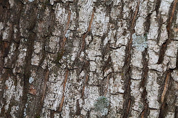 樹皮、 トランク、 木、 木の幹、 テクスチャ、 木製、 素材