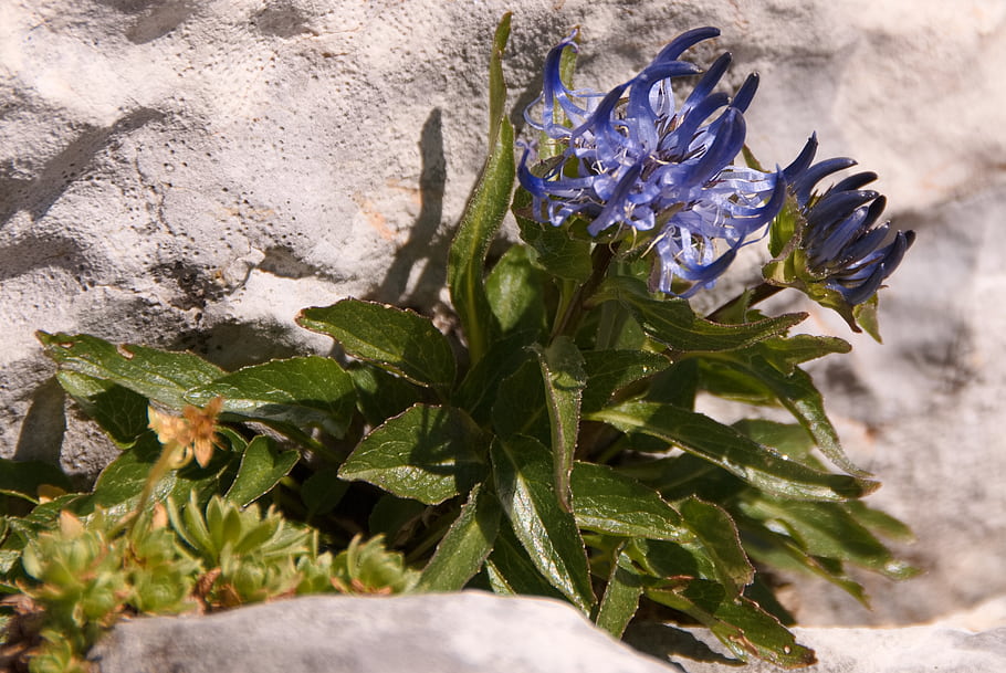 Physoplexis comosa, rock rampion, blue flower, mountain plant, high altitude, Croda del Becco, alpine flora, green leaves, natural habitat, 2800 meters above sea level