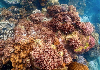 corals, coral Reef, underwater, animals, sea, sea Creatures, ocean, nature