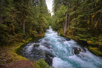 řeka mckenzie, centrální oregon, les, bujný, řeka, sahalie padá, Příroda, venku, cestovat, park, oregon