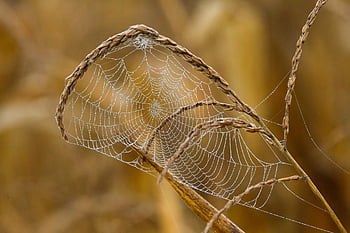 pavoučí síť, web, pavučina, rosa, dewdrop, podzim, Příroda, detailní