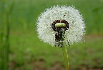 dandelion, spring, sonchus Oleraceus, nature, meadow, nuns, dandelions
