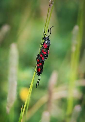 Burnet můry, hmyz, Příroda, tráva, pole, louka, entomologie, zblízka, makro, spojené, Burnet můra