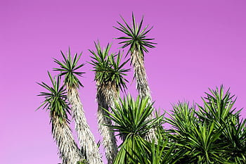 palm Trees, tropical, exotic, leaves, palm, colorful, summer, nature, leaf, sky, pink