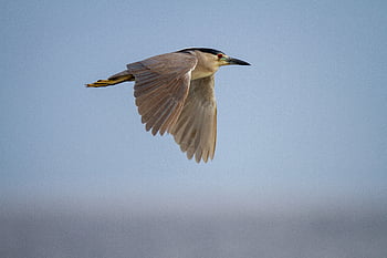 bird, flying, animal, feather, nature, wildlife, wing, flight, fly, blue, freedom