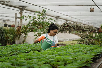 trabajador de invernadero, horticultor, cuidado de las plantas, jardinería interior, agricultura sostenible, mujer, regando, plantas exuberantes, invernadero, horticultura, Respetuoso del medio ambiente