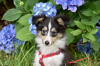shetland Sheepdog, puppy, dog, pet, animals, domestic Dog, steve Dog, mammals, cute, doggy, dog Portrait