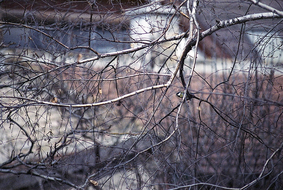 Great tit, Parus major, bird, tree, film, analog, bokeh, Minolta, Dynax, AF, expired film